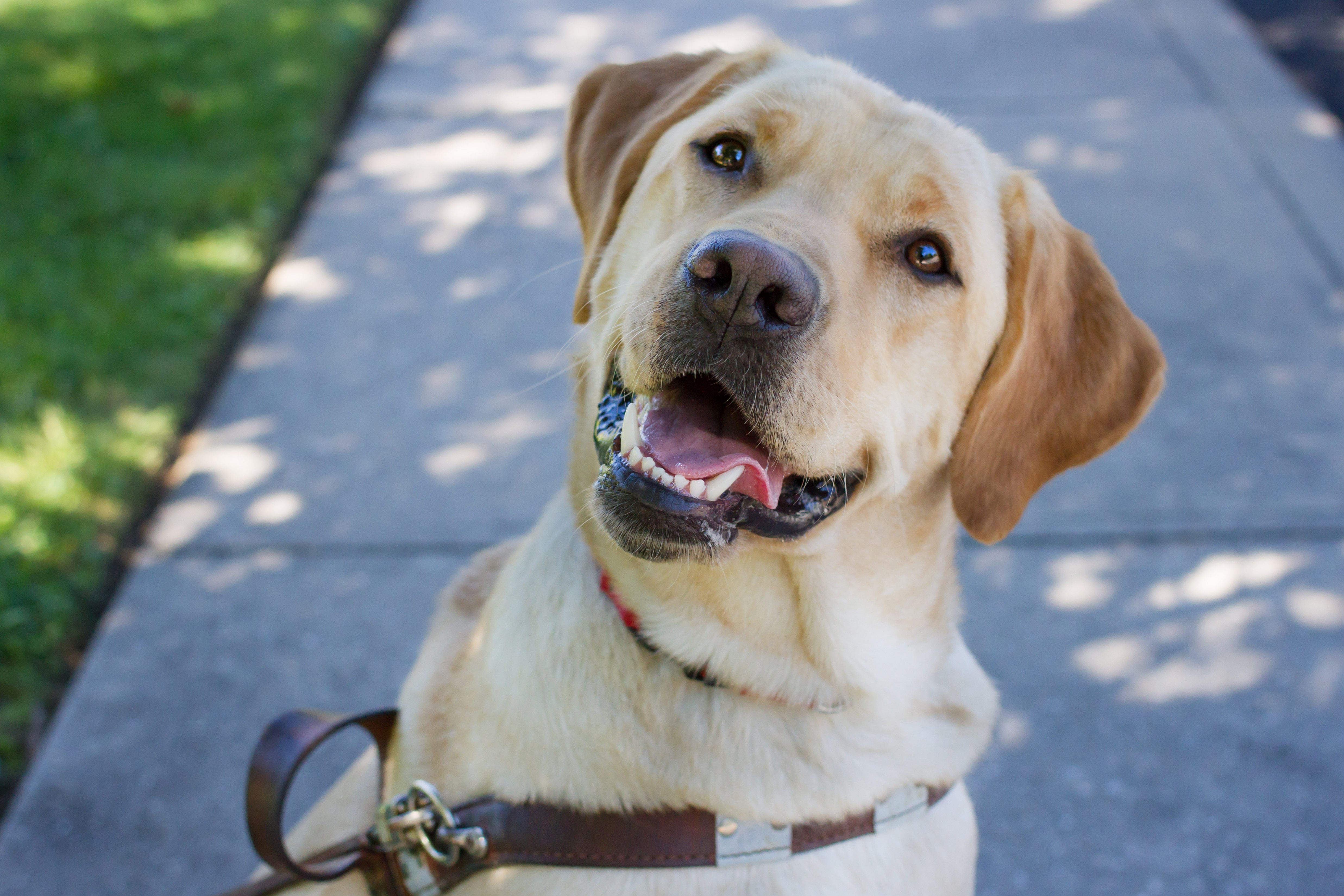 Contact – Guide Dog Foundation Second Sight® Shop